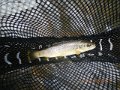 Oct 4, 2013 Breeches 003